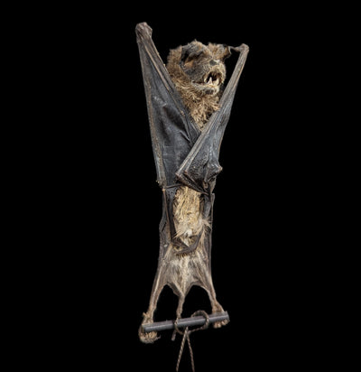 Hanging Otomops Formosus Taxidermy Bat-Taxidermy-Bicbugs, LLC-PaxtonGate