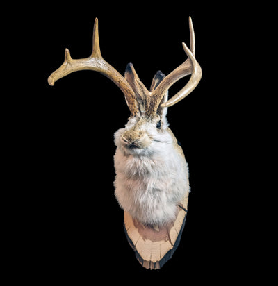 Jackalope Taxidermy Head Mount-Taxidermy-Big Horn Taxidermy-PaxtonGate