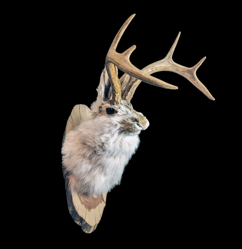 Jackalope Taxidermy Head Mount-Taxidermy-Big Horn Taxidermy-PaxtonGate