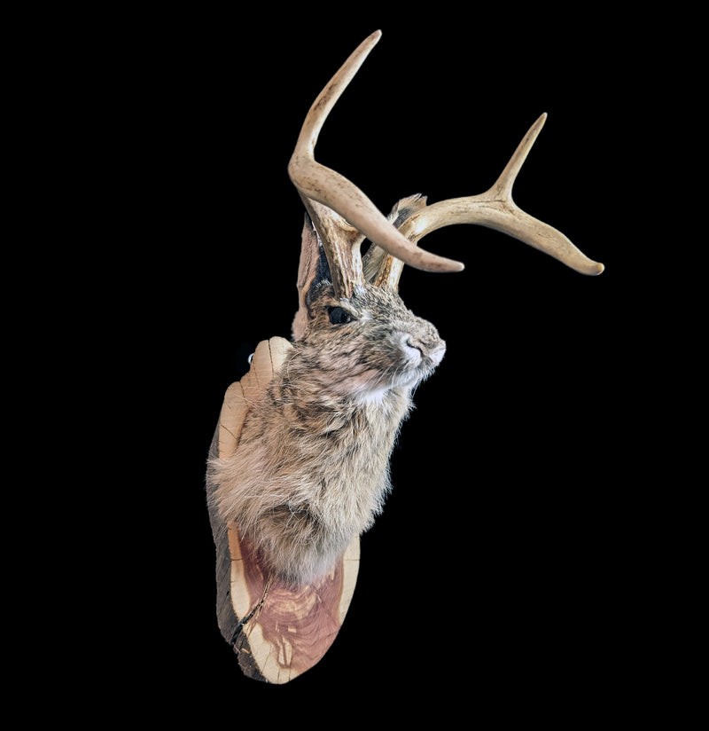 Jackalope Taxidermy Head Mount-Taxidermy-Big Horn Taxidermy-PaxtonGate