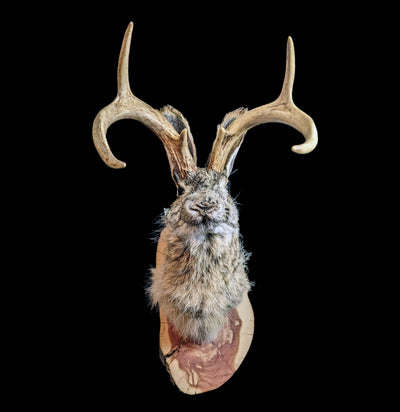 Jackalope Taxidermy Head Mount-Taxidermy-Big Horn Taxidermy-PaxtonGate