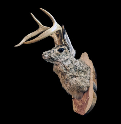 Jackalope Taxidermy Head Mount-Taxidermy-Big Horn Taxidermy-PaxtonGate