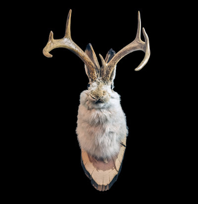 Jackalope Taxidermy Head Mount-Taxidermy-Big Horn Taxidermy-PaxtonGate