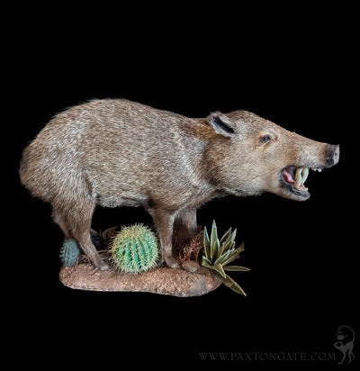 Javelina Full Mount Taxidermy-Taxidermy-Lee Edward Unkrich-PaxtonGate