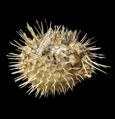 Taxidermy Blowfish-Vertebrts-Tideline-PaxtonGate