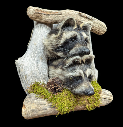 Taxidermy Raccoon Pair On Forest Mount-Taxidermy-Big Horn Taxidermy-PaxtonGate