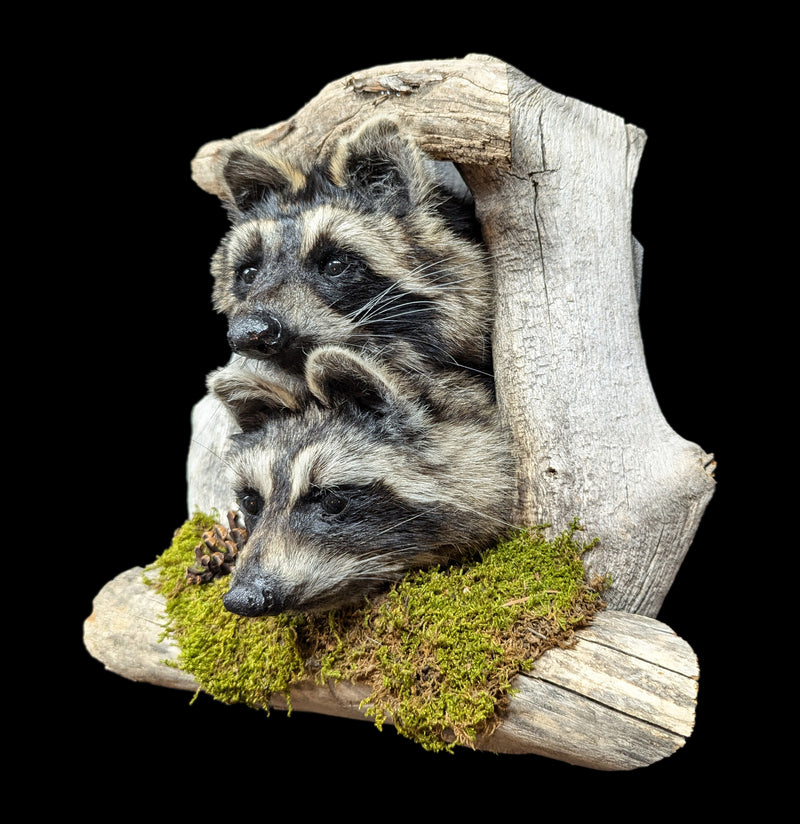 Taxidermy Raccoon Pair On Forest Mount-Taxidermy-Big Horn Taxidermy-PaxtonGate