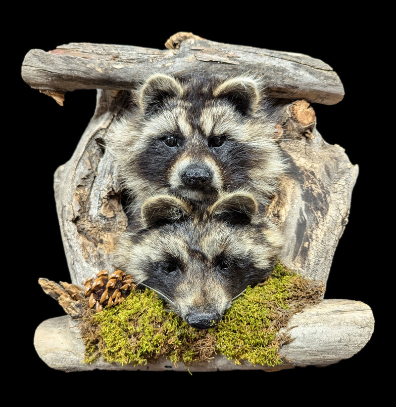 Taxidermy Raccoon Pair On Forest Mount-Taxidermy-Big Horn Taxidermy-PaxtonGate