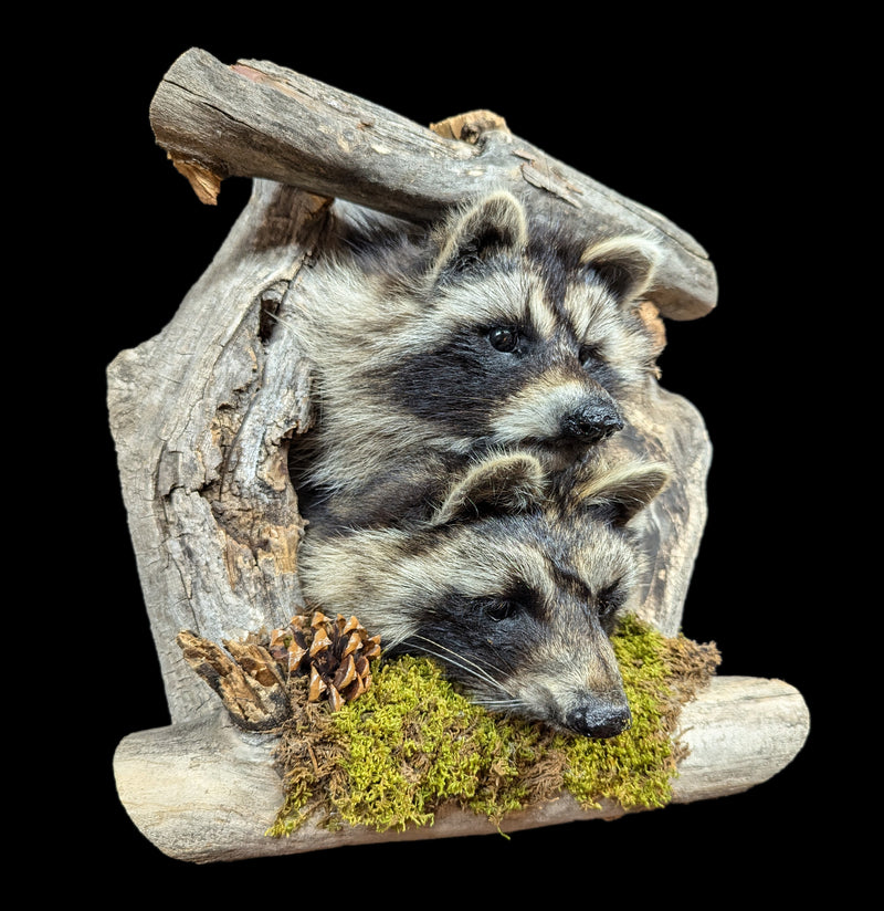 Taxidermy Raccoon Pair On Forest Mount-Taxidermy-Big Horn Taxidermy-PaxtonGate