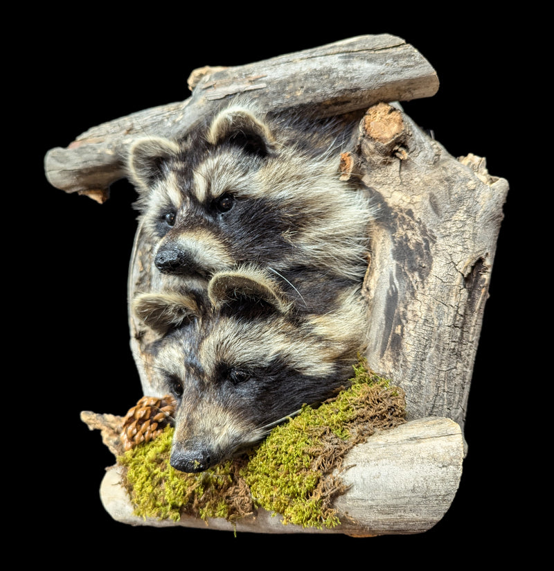 Taxidermy Raccoon Pair On Forest Mount-Taxidermy-Big Horn Taxidermy-PaxtonGate