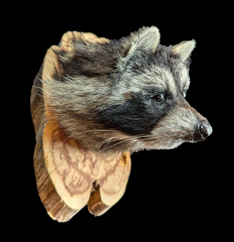 Taxidermy Raccoon Head on Wood Mount-Taxidermy-Big Horn Taxidermy-PaxtonGate