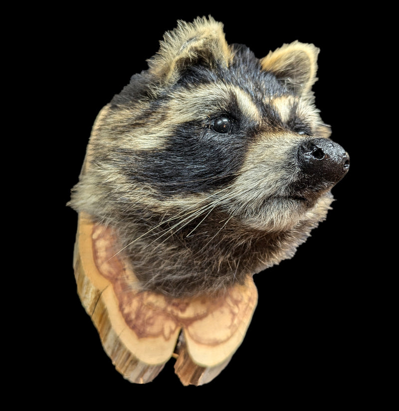 Taxidermy Raccoon Head on Wood Mount-Taxidermy-Big Horn Taxidermy-PaxtonGate