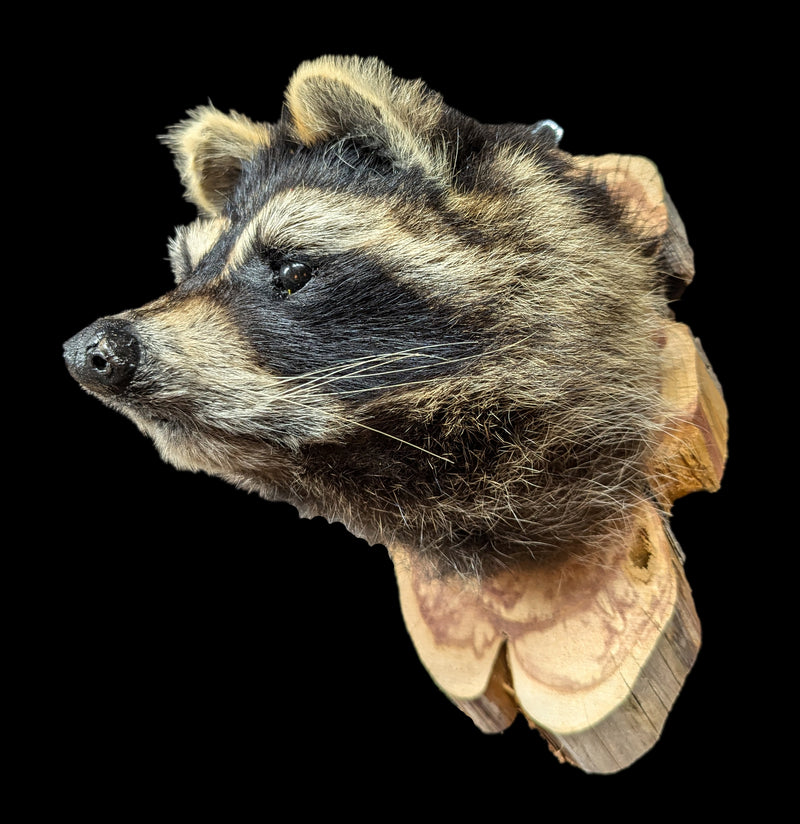 Taxidermy Raccoon Head on Wood Mount-Taxidermy-Big Horn Taxidermy-PaxtonGate