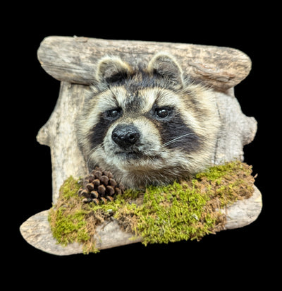 Raccoon Taxidermy on Forest Mount-Taxidermy-Big Horn Taxidermy-PaxtonGate