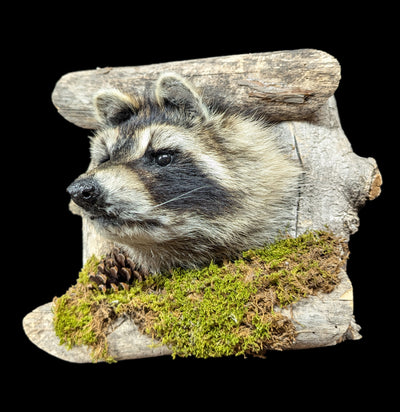 Raccoon Taxidermy on Forest Mount-Taxidermy-Big Horn Taxidermy-PaxtonGate