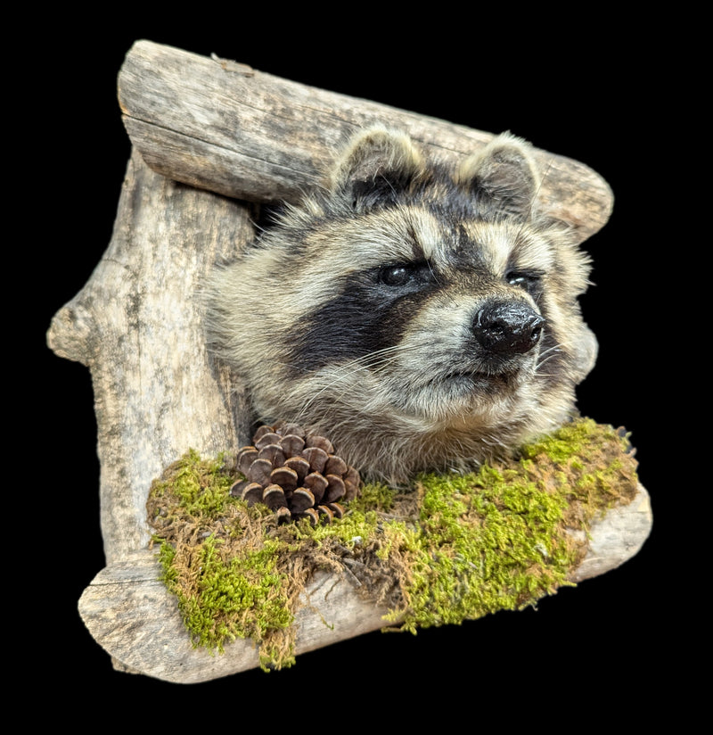 Raccoon Taxidermy on Forest Mount-Taxidermy-Big Horn Taxidermy-PaxtonGate