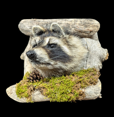 Raccoon Taxidermy on Forest Mount-Taxidermy-Big Horn Taxidermy-PaxtonGate