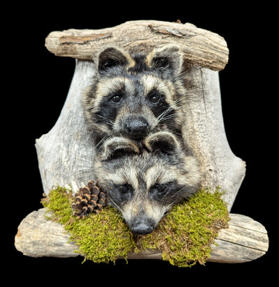 Taxidermy Raccoon Pair On Forest Mount-Taxidermy-Big Horn Taxidermy-PaxtonGate