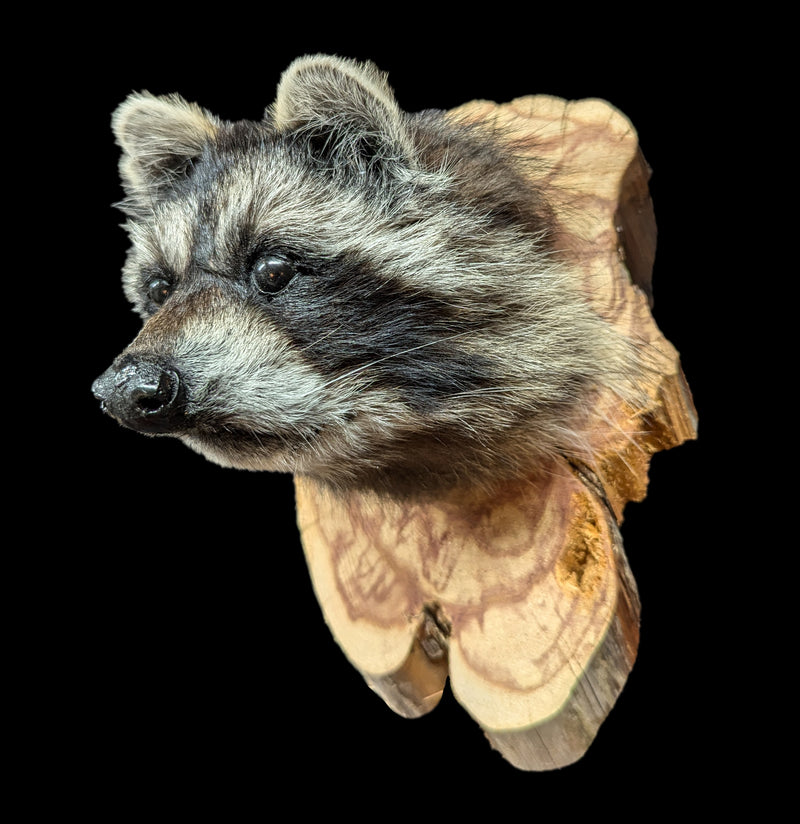 Taxidermy Raccoon Head on Wood Mount-Taxidermy-Big Horn Taxidermy-PaxtonGate