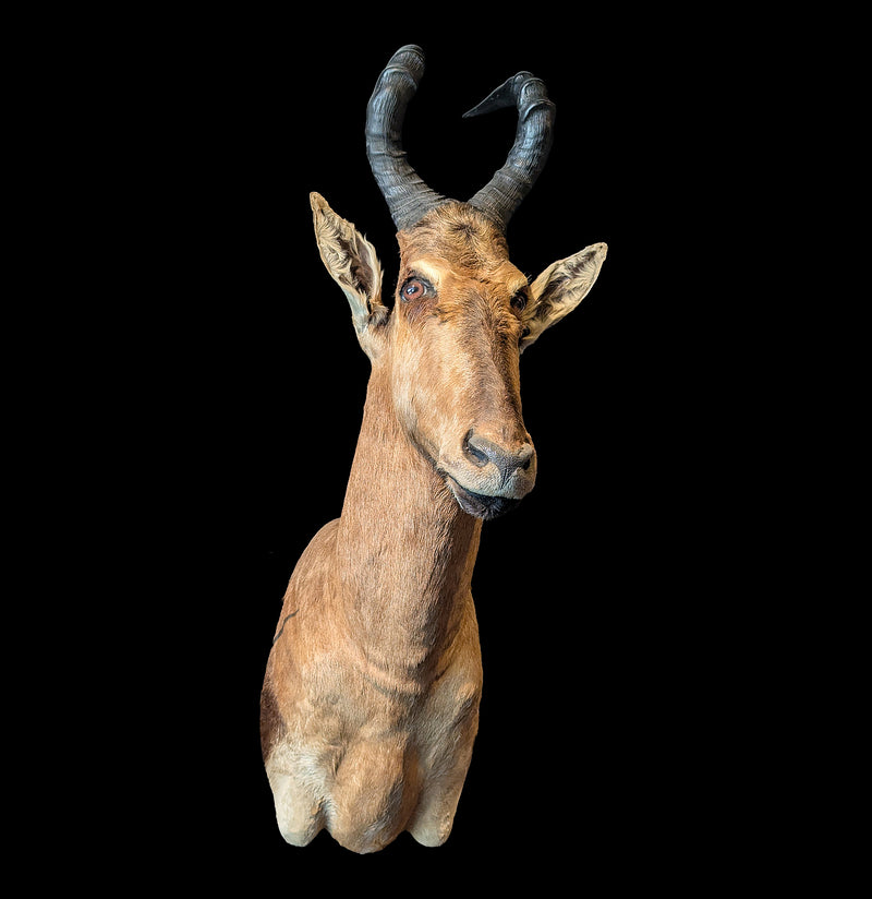 Red Hartebeest Taxidermy Mount-Taxidermy-Paxton Gate-PaxtonGate