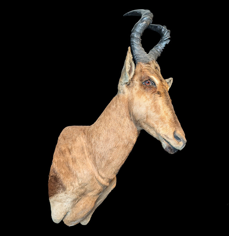 Red Hartebeest Taxidermy Mount-Taxidermy-Paxton Gate-PaxtonGate