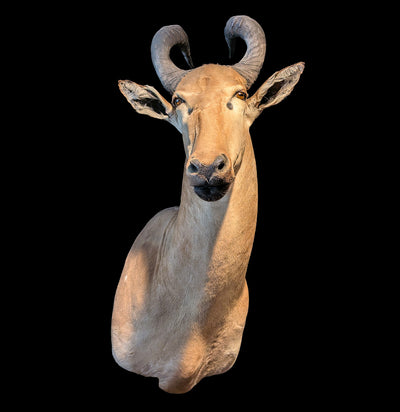 Red Hartebeest Taxidermy Mount-Taxidermy-Paxton Gate-PaxtonGate