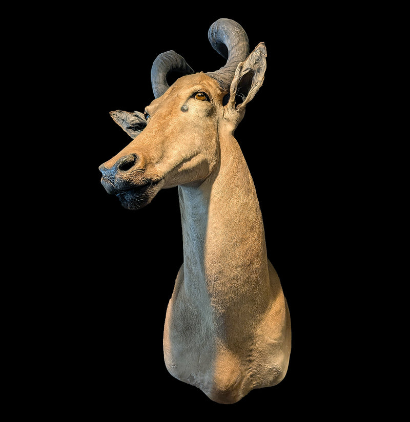 Red Hartebeest Taxidermy Mount-Taxidermy-Paxton Gate-PaxtonGate