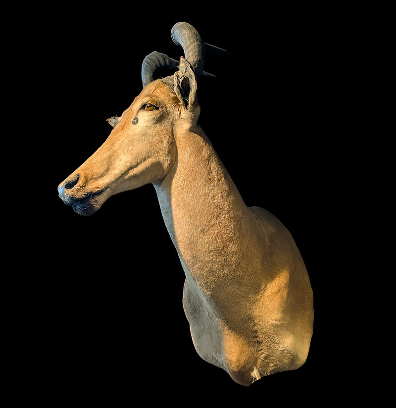 Red Hartebeest Taxidermy Mount-Taxidermy-Paxton Gate-PaxtonGate