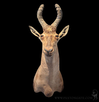 Hartebeest Shoulder Mount-Taxidermy-Geoffrey Vassallo-PaxtonGate