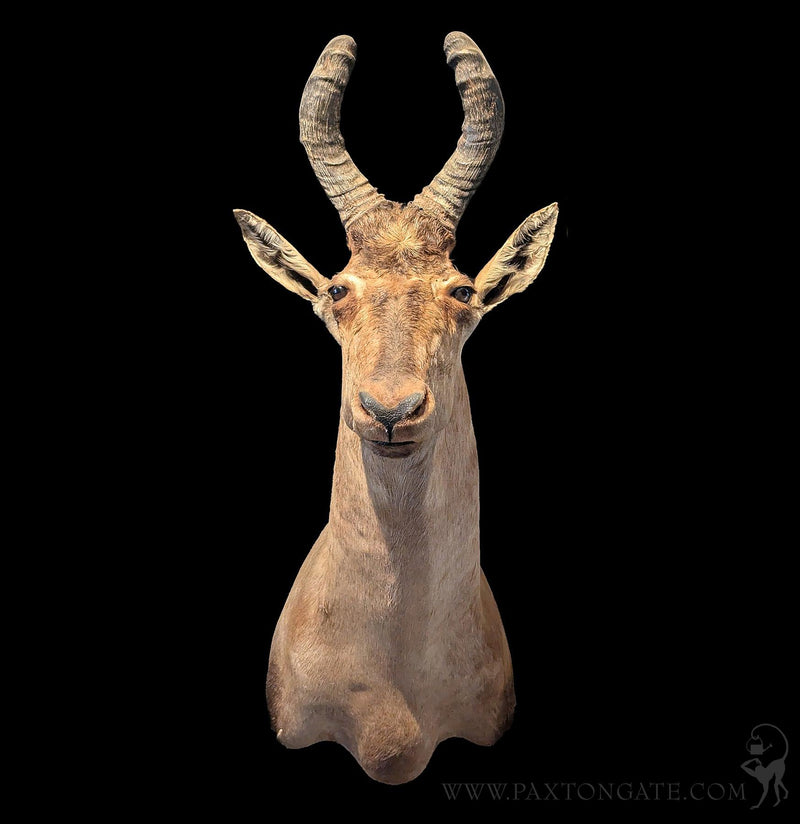 Hartebeest Shoulder Mount-Taxidermy-Geoffrey Vassallo-PaxtonGate