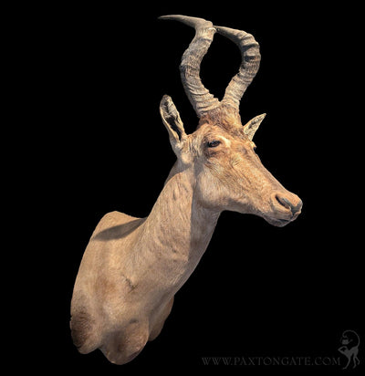 Hartebeest Shoulder Mount-Taxidermy-Geoffrey Vassallo-PaxtonGate