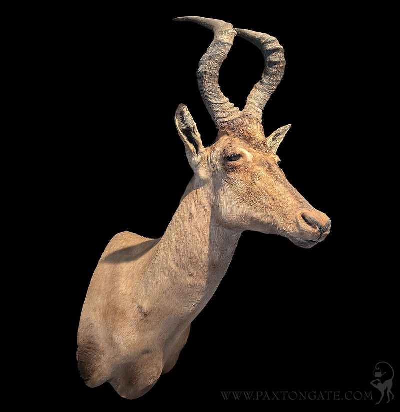 Hartebeest Shoulder Mount-Taxidermy-Geoffrey Vassallo-PaxtonGate