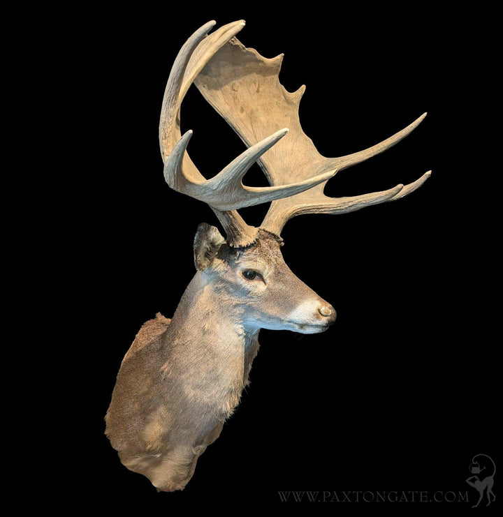 Paxton_Gate_Tax_sDeermoose2_72