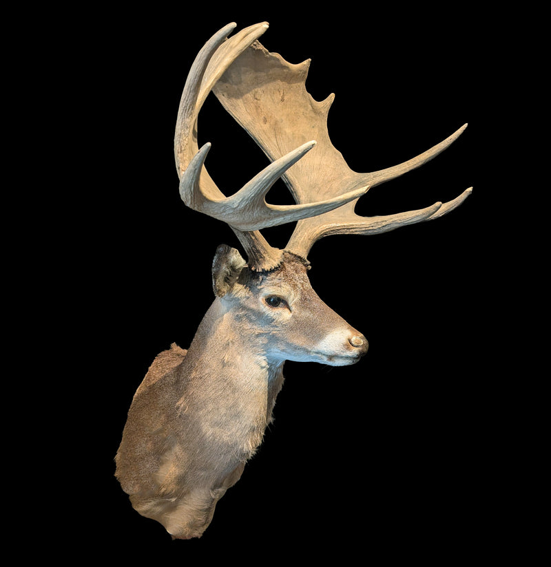 White Tail Deer with Moose Antlers Taxidermy-Taxidermy-Rheanna Binkley-PaxtonGate