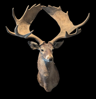 White Tail Deer with Moose Antlers Taxidermy-Taxidermy-Rheanna Binkley-PaxtonGate