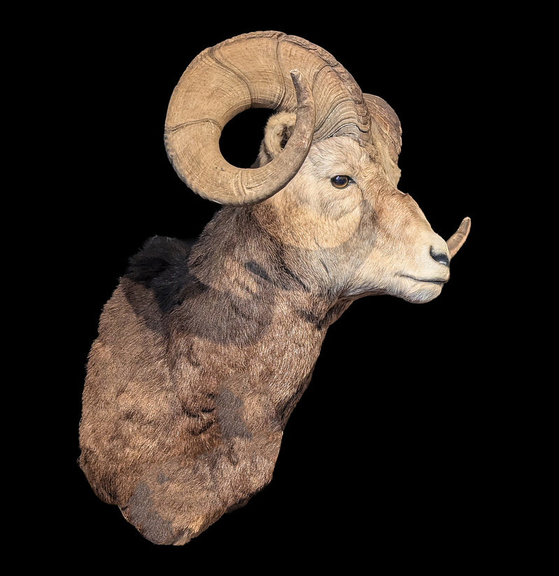 Stone Sheep Taxidermy Shoulder Mount-Taxidermy-Jim Winters-PaxtonGate
