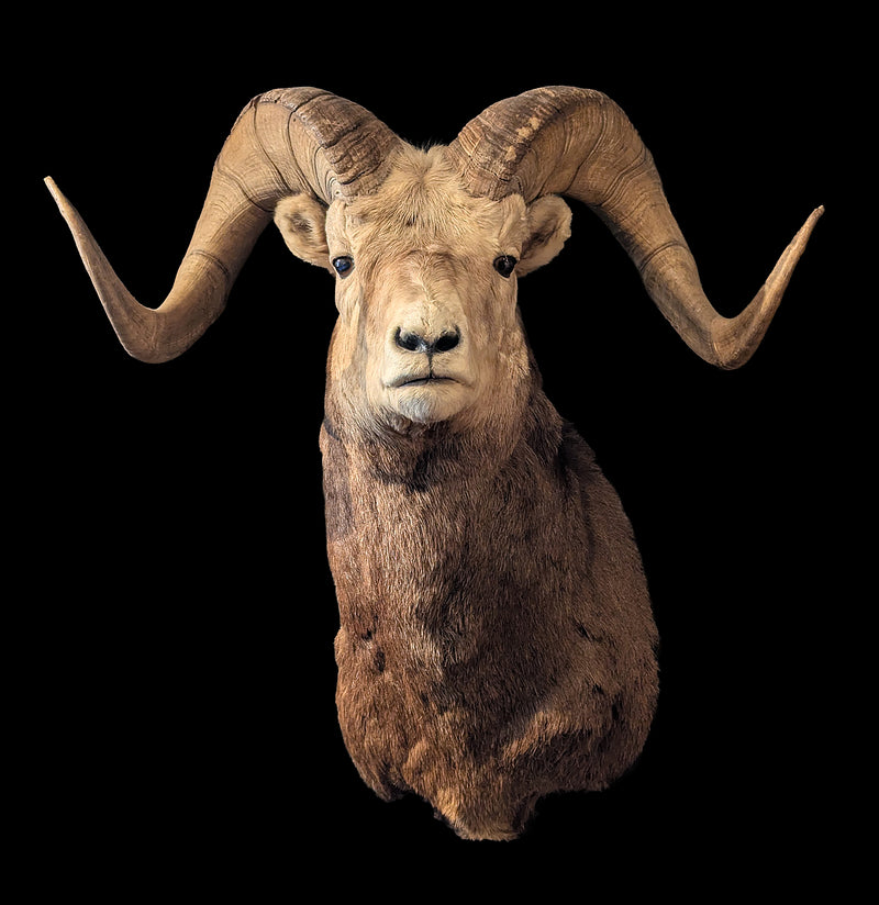Stone Sheep Taxidermy Shoulder Mount-Taxidermy-Jim Winters-PaxtonGate