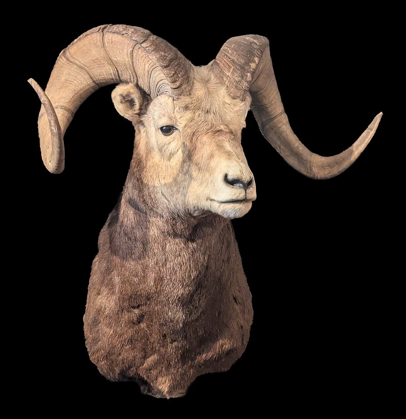 Stone Sheep Taxidermy Shoulder Mount-Taxidermy-Jim Winters-PaxtonGate