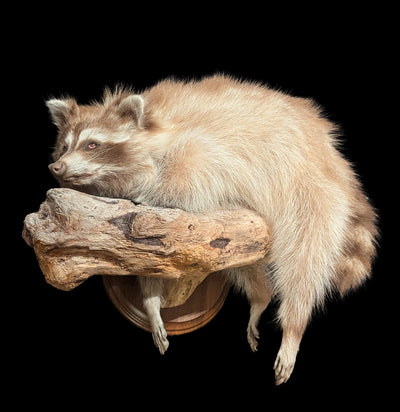Full Body Taxidermy Blonde Raccoon-Taxidermy-The Taxidermy Store-PaxtonGate