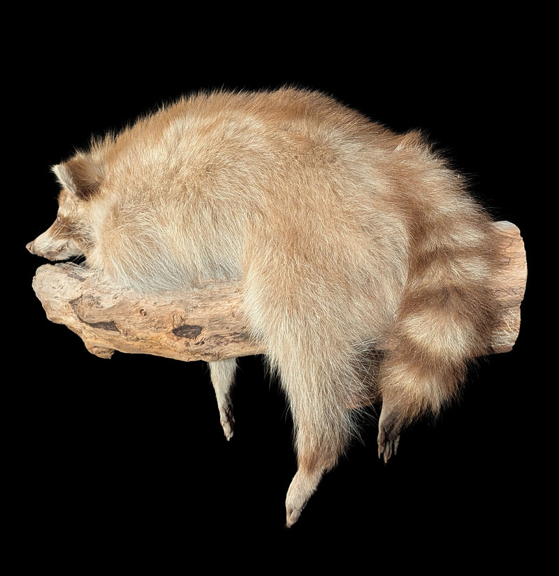 Full Body Taxidermy Blonde Raccoon-Taxidermy-The Taxidermy Store-PaxtonGate