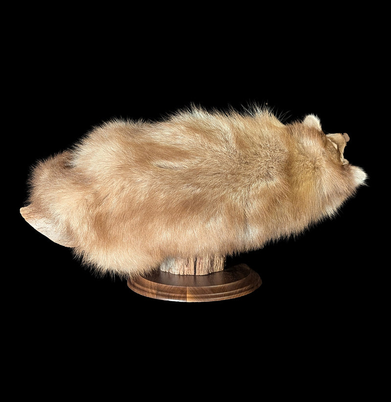 Full Body Taxidermy Blonde Raccoon-Taxidermy-The Taxidermy Store-PaxtonGate