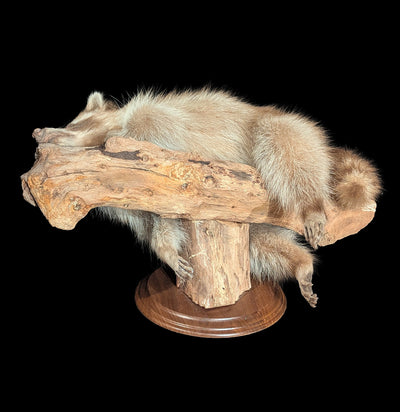 Full Body Taxidermy Blonde Raccoon-Taxidermy-The Taxidermy Store-PaxtonGate