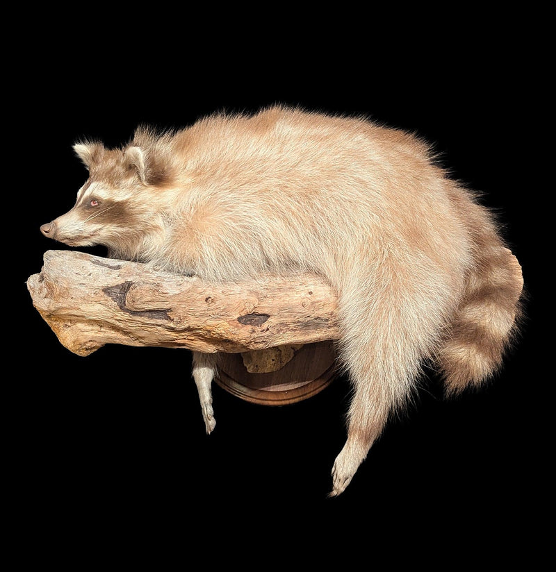 Full Body Taxidermy Blonde Raccoon-Taxidermy-The Taxidermy Store-PaxtonGate