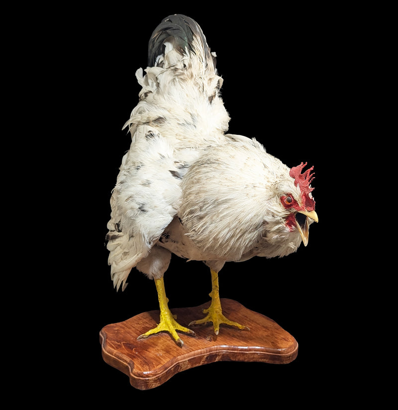 Standing White Rooster Taxidermy-Taxidermy-The Taxidermy Store-PaxtonGate