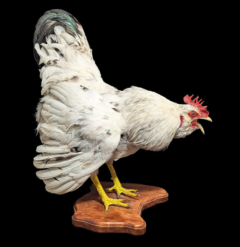 Standing White Rooster Taxidermy-Taxidermy-The Taxidermy Store-PaxtonGate