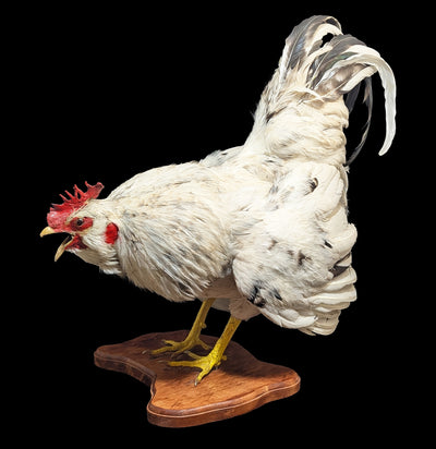 Standing White Rooster Taxidermy-Taxidermy-The Taxidermy Store-PaxtonGate