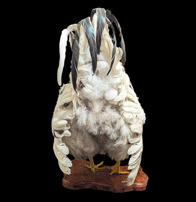 Standing White Rooster Taxidermy-Taxidermy-The Taxidermy Store-PaxtonGate