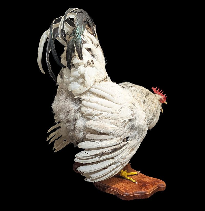 Standing White Rooster Taxidermy-Taxidermy-The Taxidermy Store-PaxtonGate