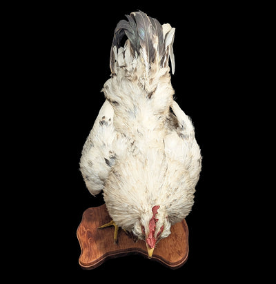 Standing White Rooster Taxidermy-Taxidermy-The Taxidermy Store-PaxtonGate