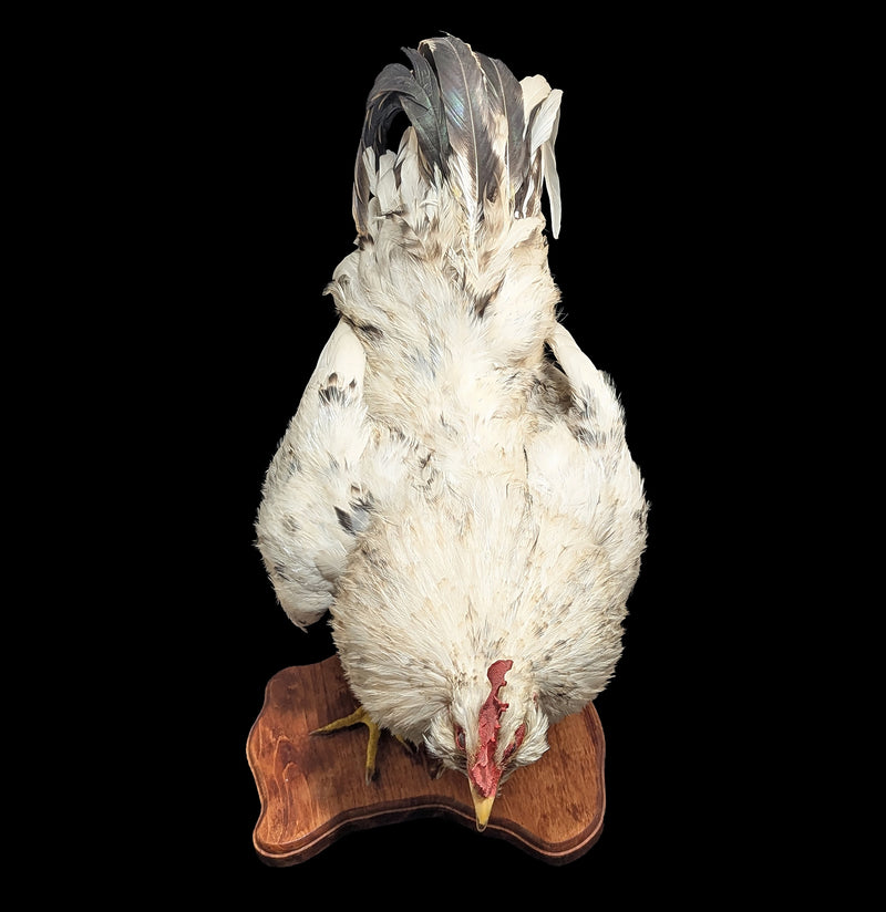Standing White Rooster Taxidermy-Taxidermy-The Taxidermy Store-PaxtonGate